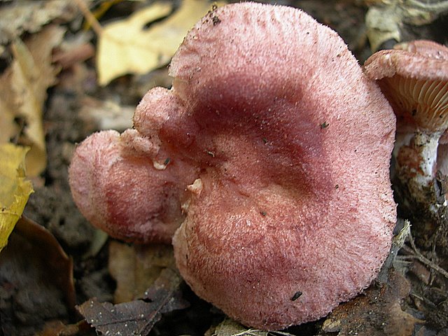 Lactarius spinosulus    Qul. & Le Bret.